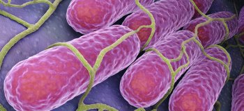 Virtual course on "Update on the determination for the isolation of Salmonella (Appendix A - NOM 210)